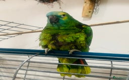 Parrots birds for sale: Girl and Boy Amazon Parrots - Image 3