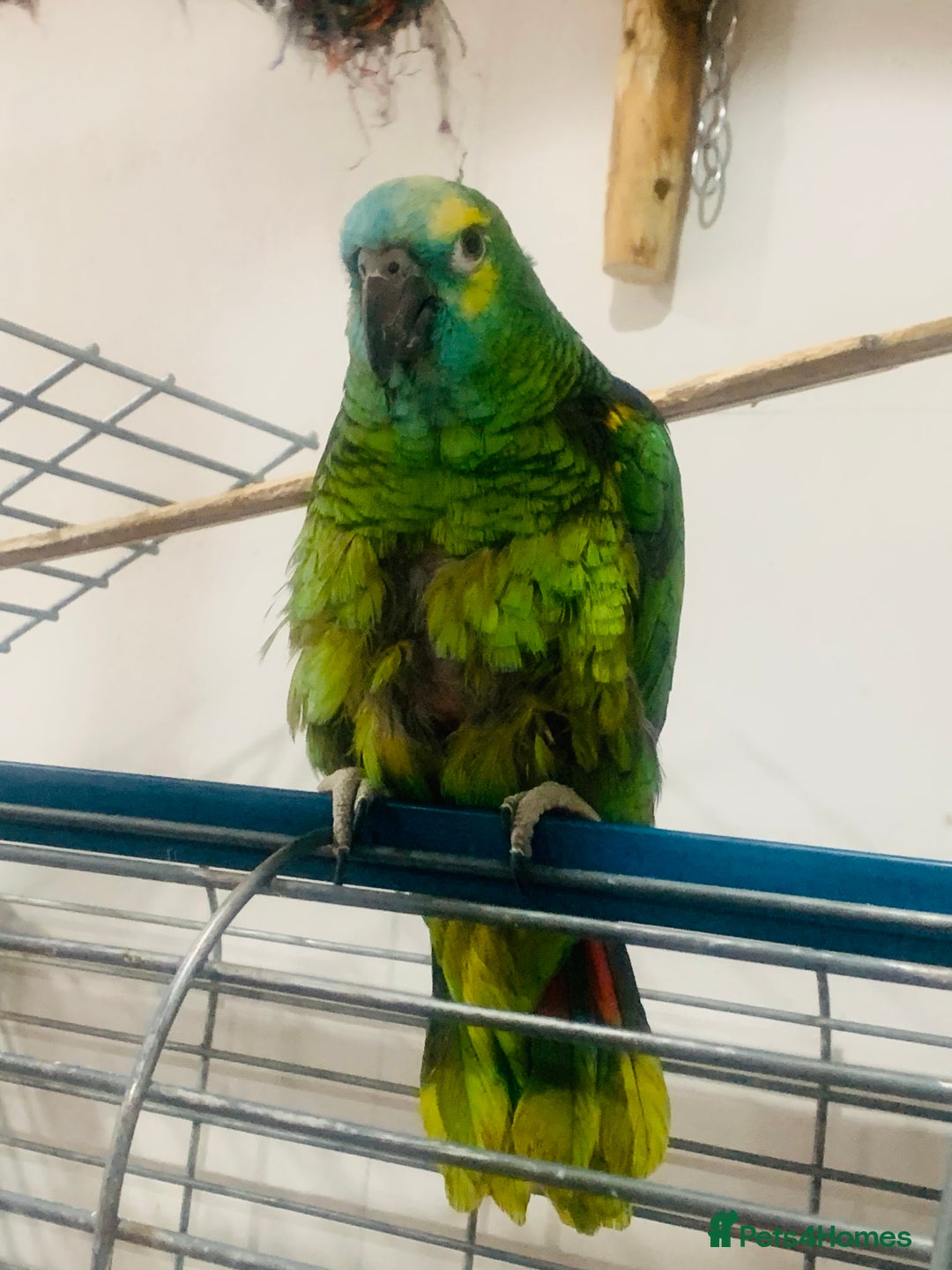 Parrots birds for sale: Girl and Boy Amazon Parrots - Image 3