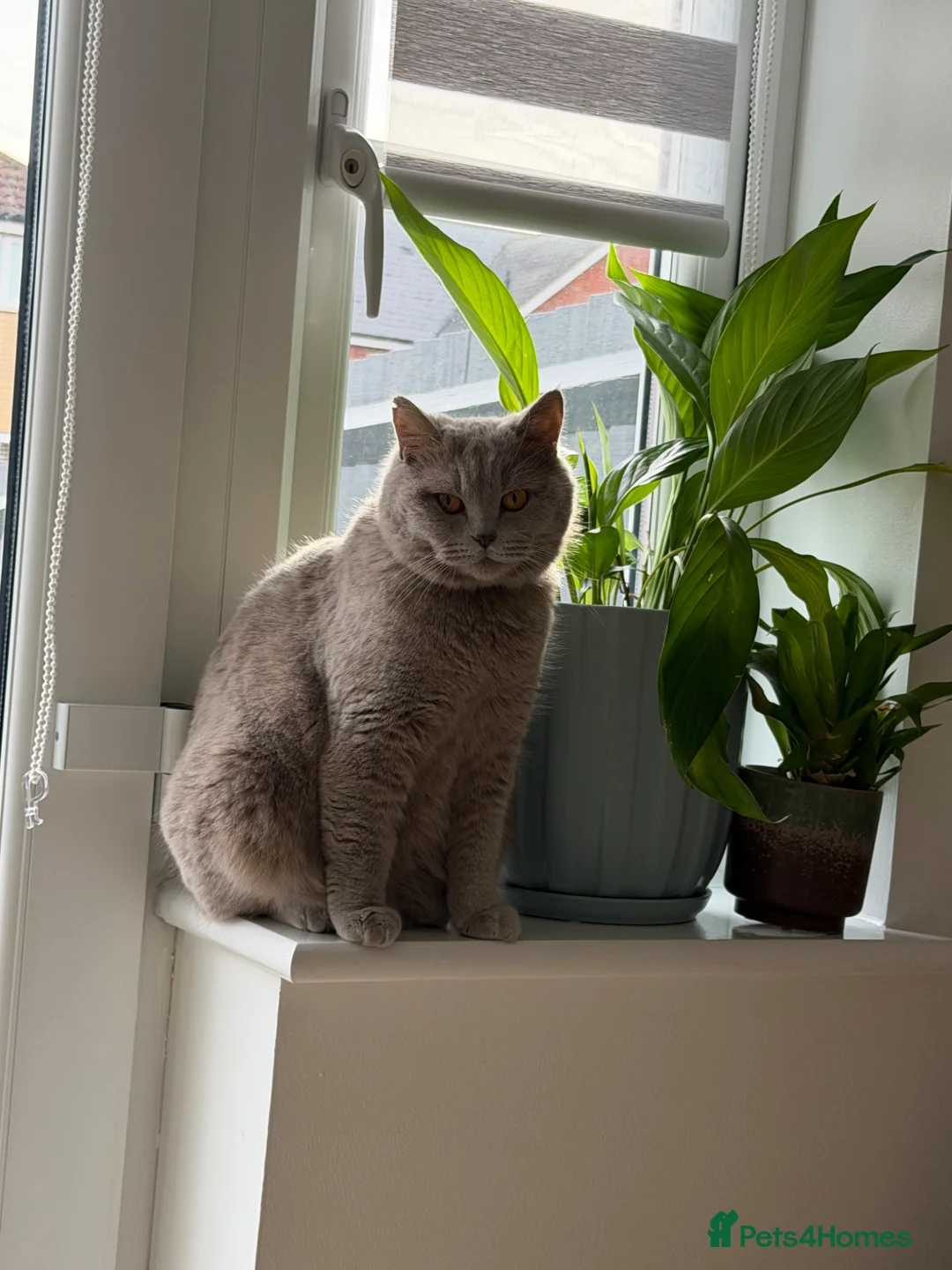 British Shorthair cats for sale: Female and Male  in Basildon - Advert 1
