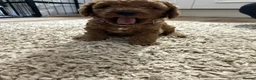 Cavapoo dogs for sale: F1bb Toy Cavapoo boys and girls available in Marlow - Advert 3