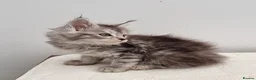 Maine Coon cats for sale: GCCF registered pedigree Maine Coon Kittens  - Advert 4