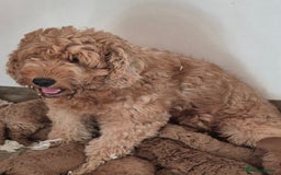 Mini Goldendoodle dogs for sale: F1b Red Miniature Goldendoodles tested parents - Image 12