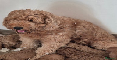 Mini Goldendoodle dogs - Advert 2