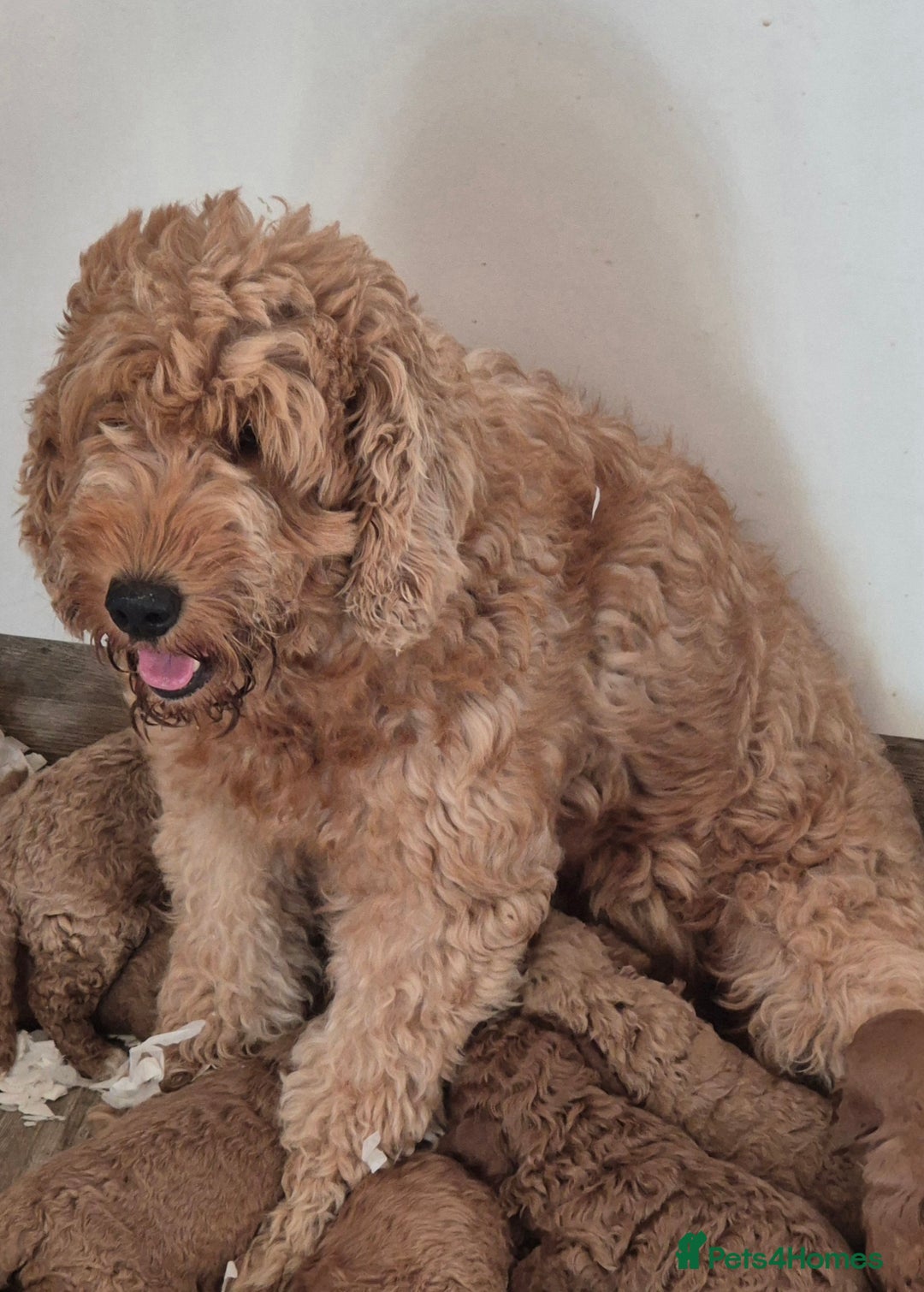 Mini Goldendoodle dogs for sale: F1b Red Miniature Goldendoodles tested parents - Image 12