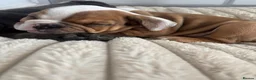 English Bulldog dogs for sale: ‼️REDUCED ready now dwkc english bulldogs‼️ - Advert 9