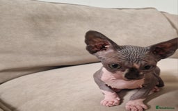 Sphynx cats for sale: Male sphynx kitten - Image 2