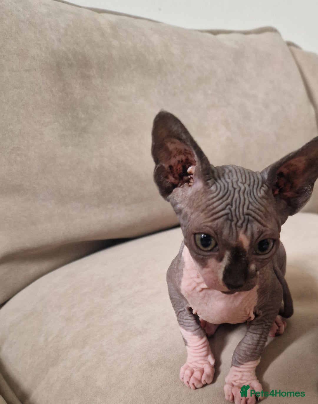 Sphynx cats for sale: Male sphynx kitten - Image 2