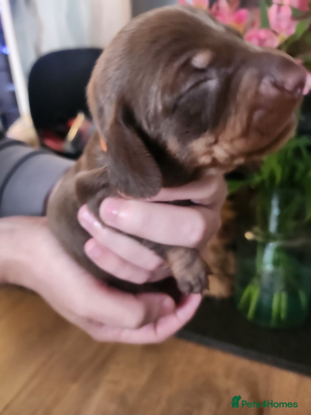 Miniature Dachshund dogs for sale: Chocolate and Tan mini dachshund  - Image 22