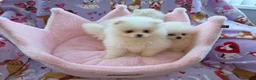 Pomeranian dogs for sale: 3 gorgeous, small white Pomeranians ready now!! - Advert 27