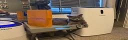 British Shorthair cats for sale: Exceptional BritishShorthair Kittens  - Advert 4