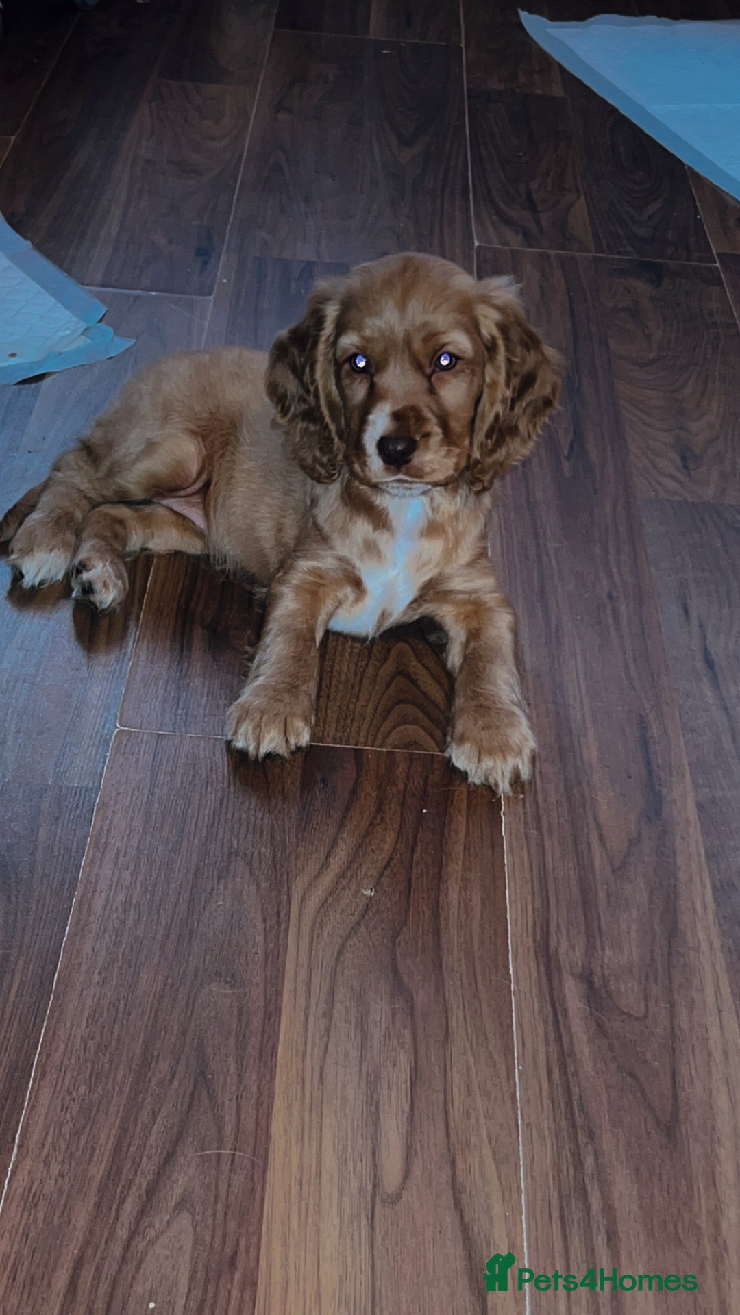 Cocker Spaniel dogs for sale: English Cocker Spaniels  - Advert 20