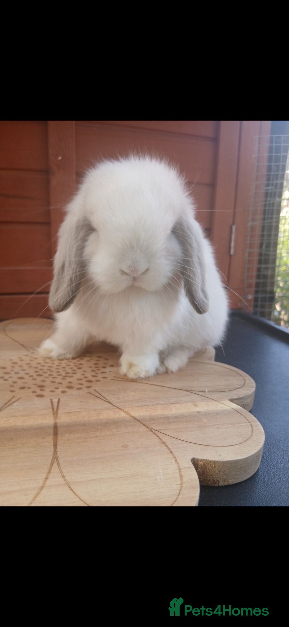 Mini Lop rabbits Stunning purebred mini lop babies - Advert 1
