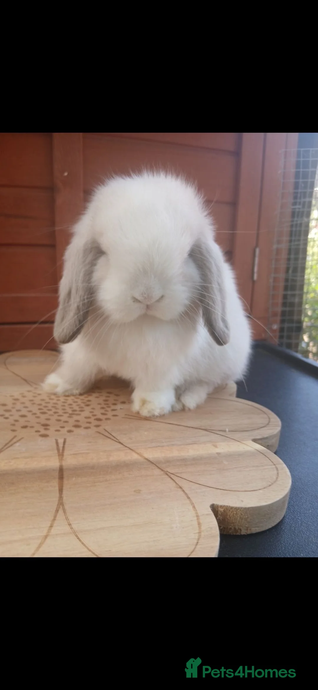 Mini Lop rabbits for sale: Stunning purebred mini lop babies - Advert 1