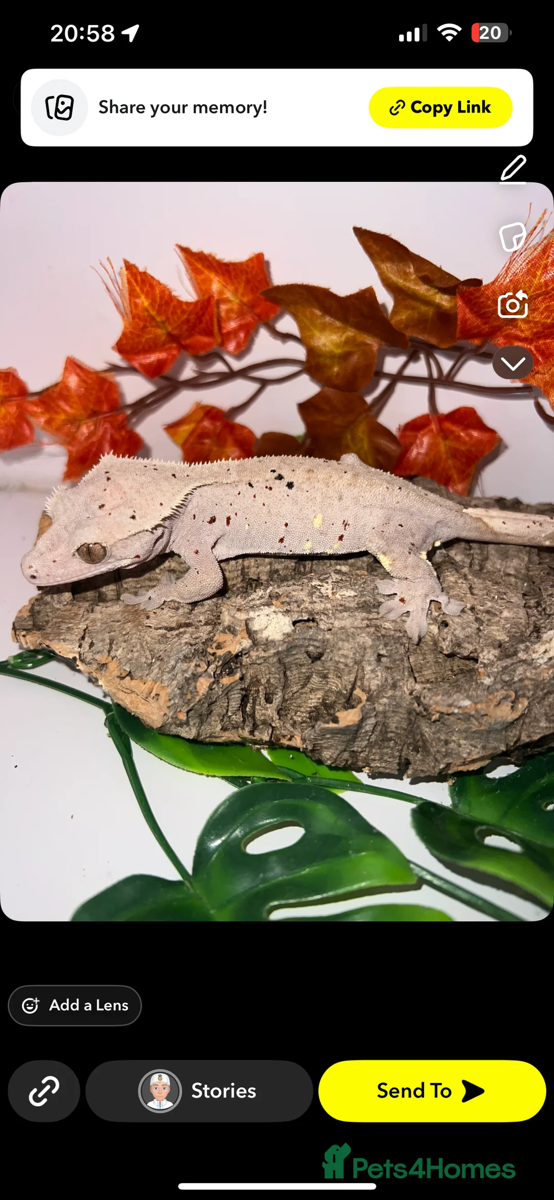 Gecko reptiles for sale: 💥🌊Various geckos for sale message for prices ✅ - Advert 8