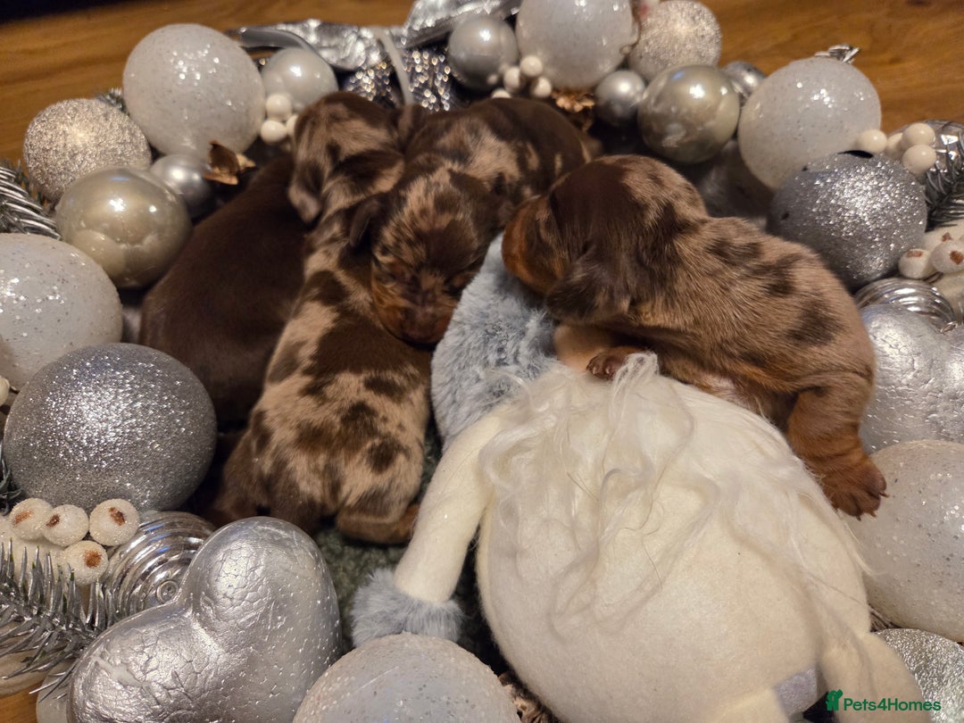 Miniature Dachshund dogs for sale:  Precious Miniature Dachshund Puppies   - Advert 4