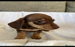 Miniature Dachshund dogs for sale: Miniature Dachshund  - Image 2