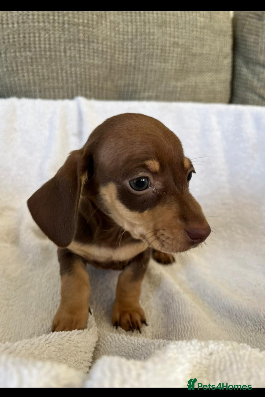 Miniature Dachshund dogs for sale: Miniature Dachshund  - Image 2