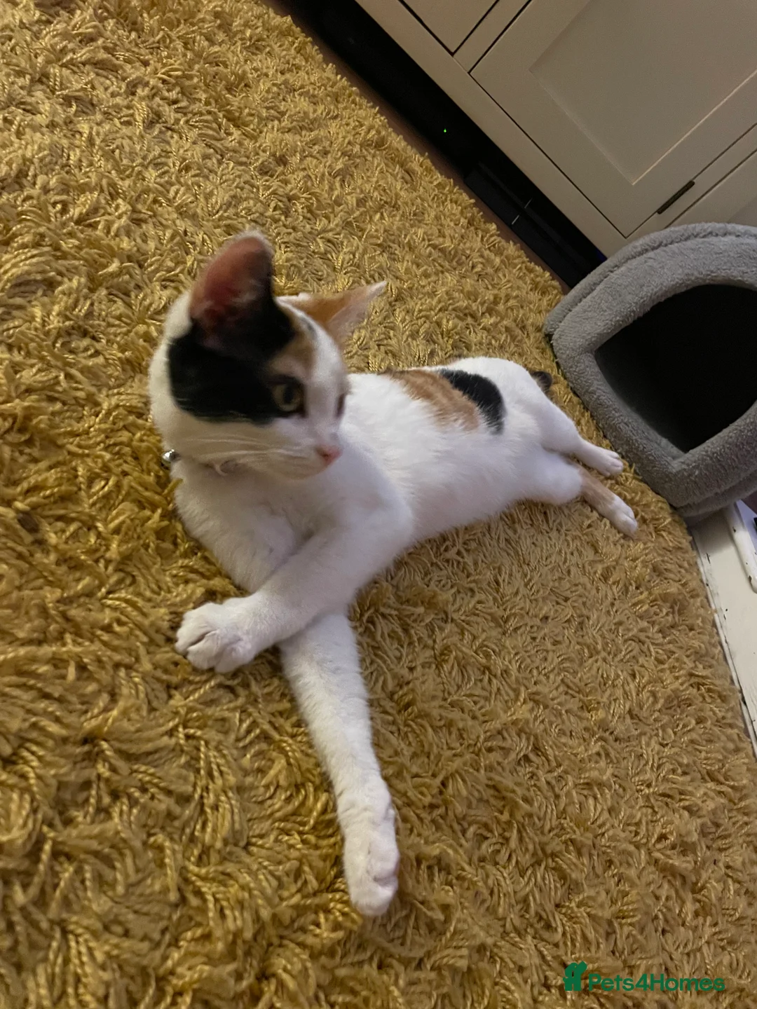 Mixed Breed cats for sale: Mixed breed female  - Advert 7