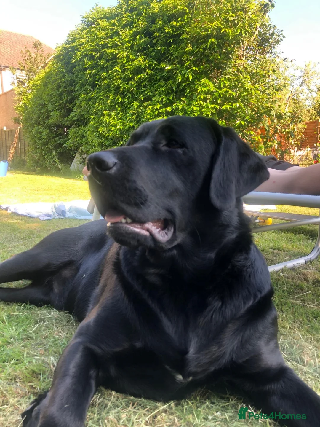 Labrador Retriever dogs for stud: Labrador retriever for stud - Advert 1