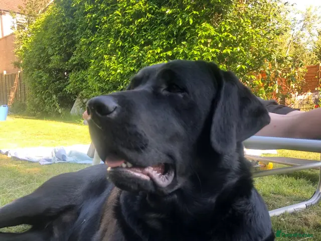 Labrador Retriever dogs for stud: Labrador retriever for stud - Advert 1