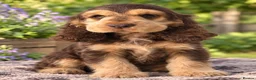 Cocker Spaniel dogs for sale: Sable Show Type Cocker Spaniels - Advert 6