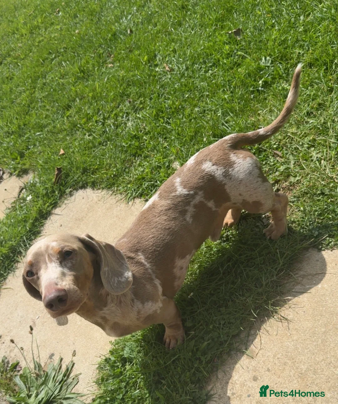 Miniature Dachshund dogs for stud: Miniature dachshund for stud  in Yeovil - Advert 2