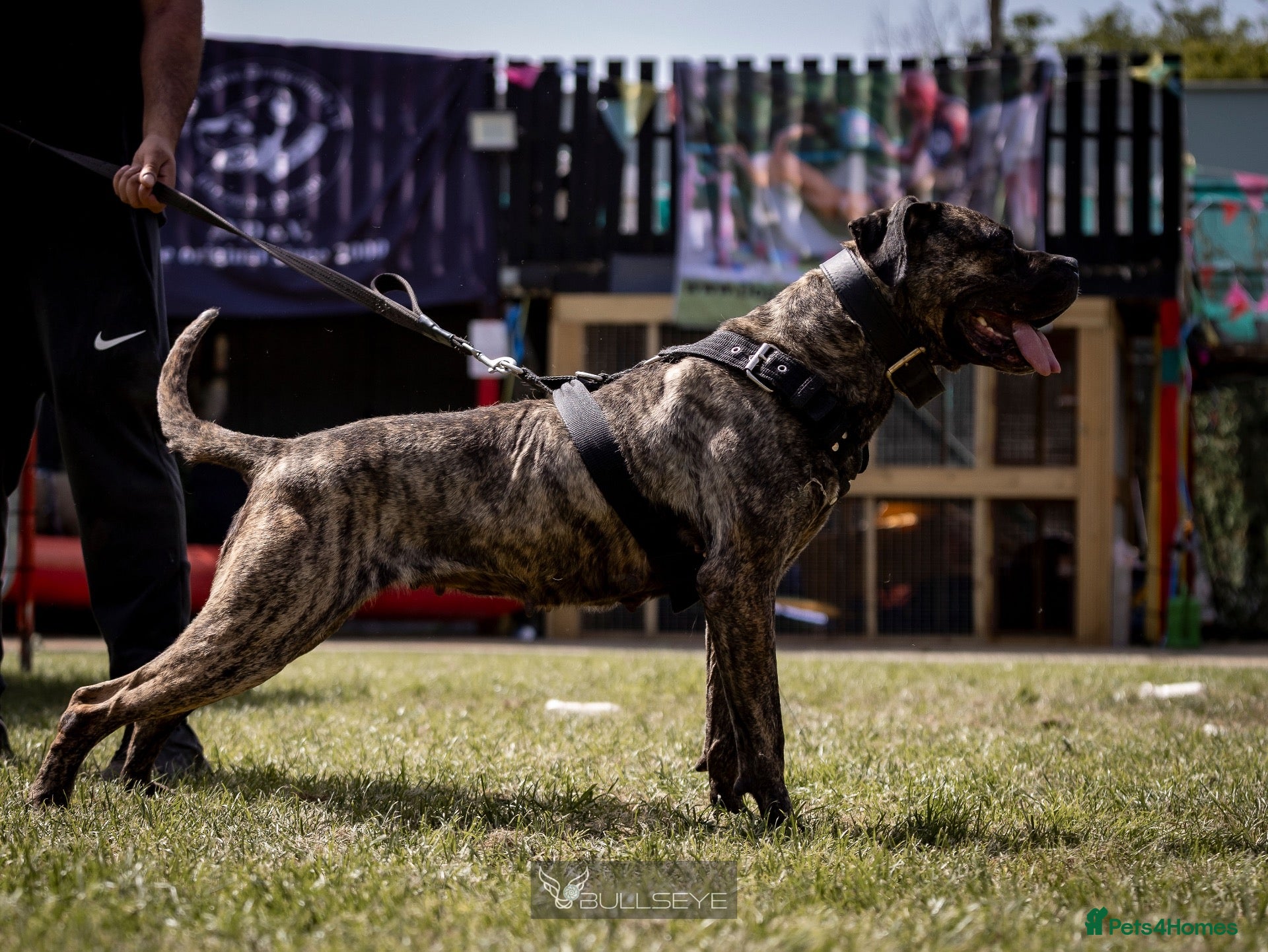 Presa Canario dogs for sale: Presa Canario puppies .  - Advert 1