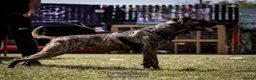 Presa Canario dogs for sale: Presa Canario puppies .  - Advert 1