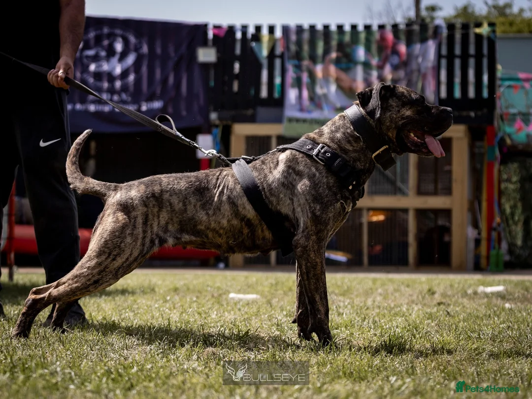 Presa Canario dogs for sale: Presa Canario puppies .  - Advert 1