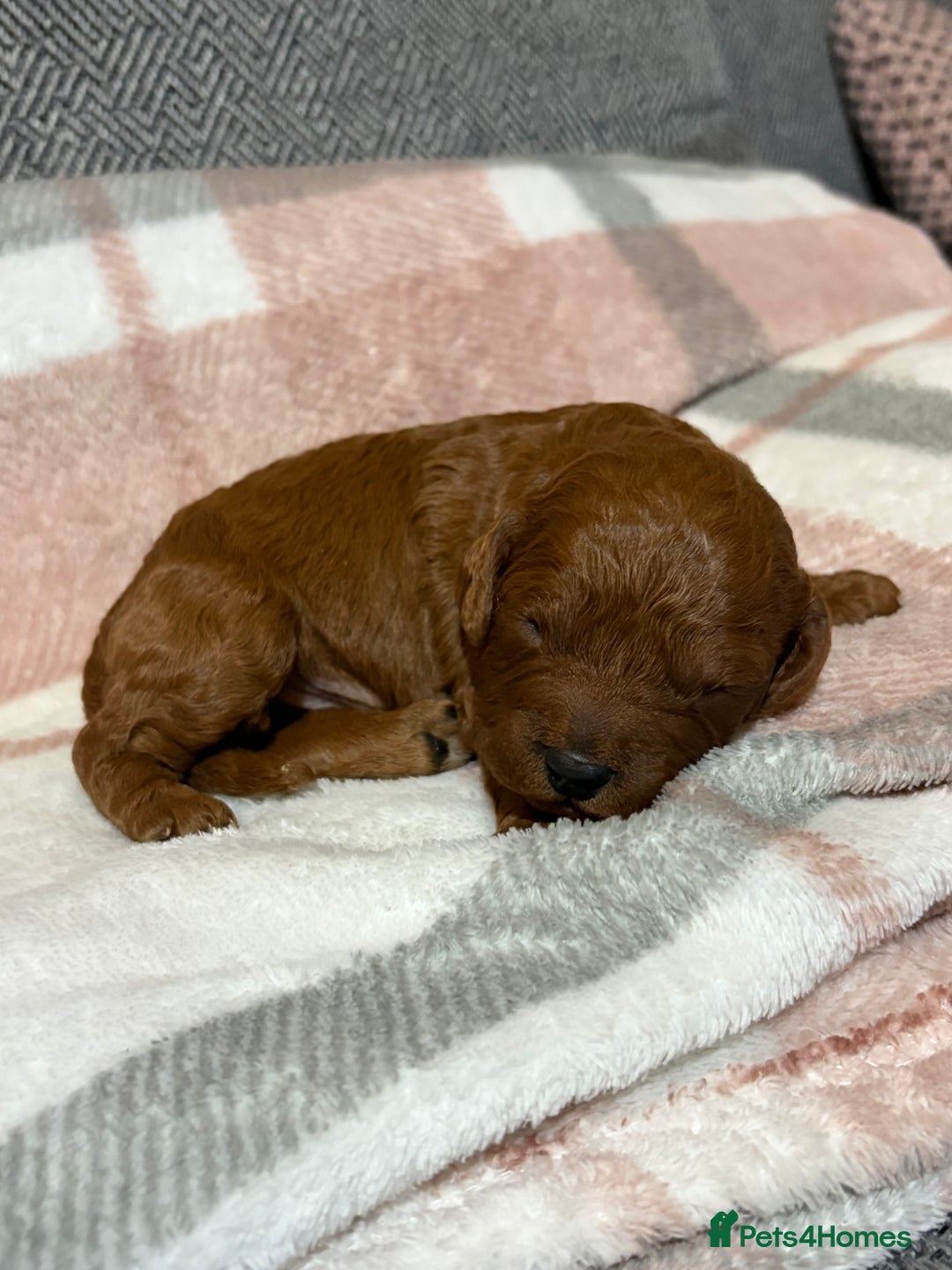 Cavapoo dogs for sale: Beautiful red cavapoo - Advert 10