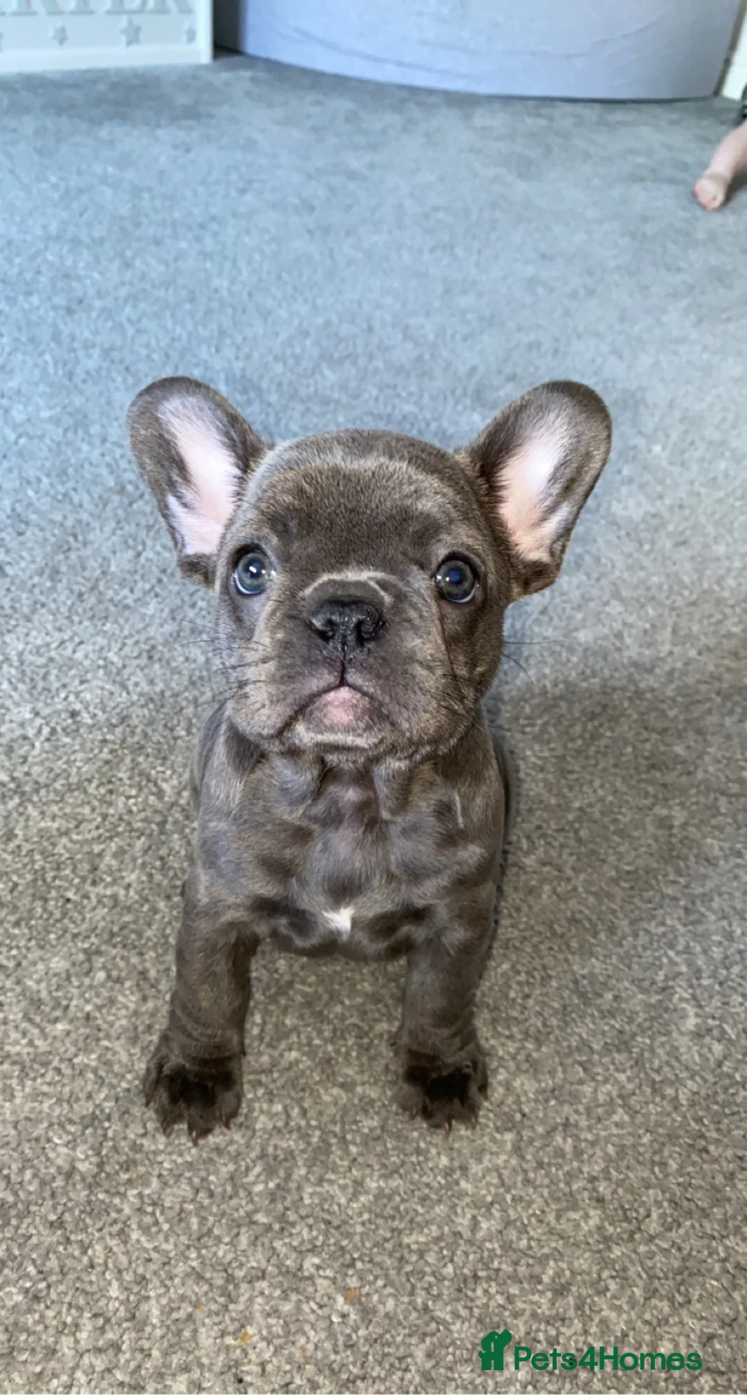 French Bulldog dogs for sale: Peaches (Rehoming) - Advert 6