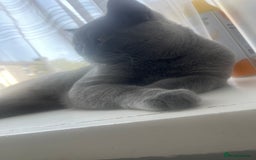 British Shorthair cats for sale: 1 year old British shorthair male - Image 3