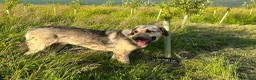 Mixed Breed dogs for adoption: SWEET OSCAR READY FOR HIS FOREVER FAMILY - Advert 6
