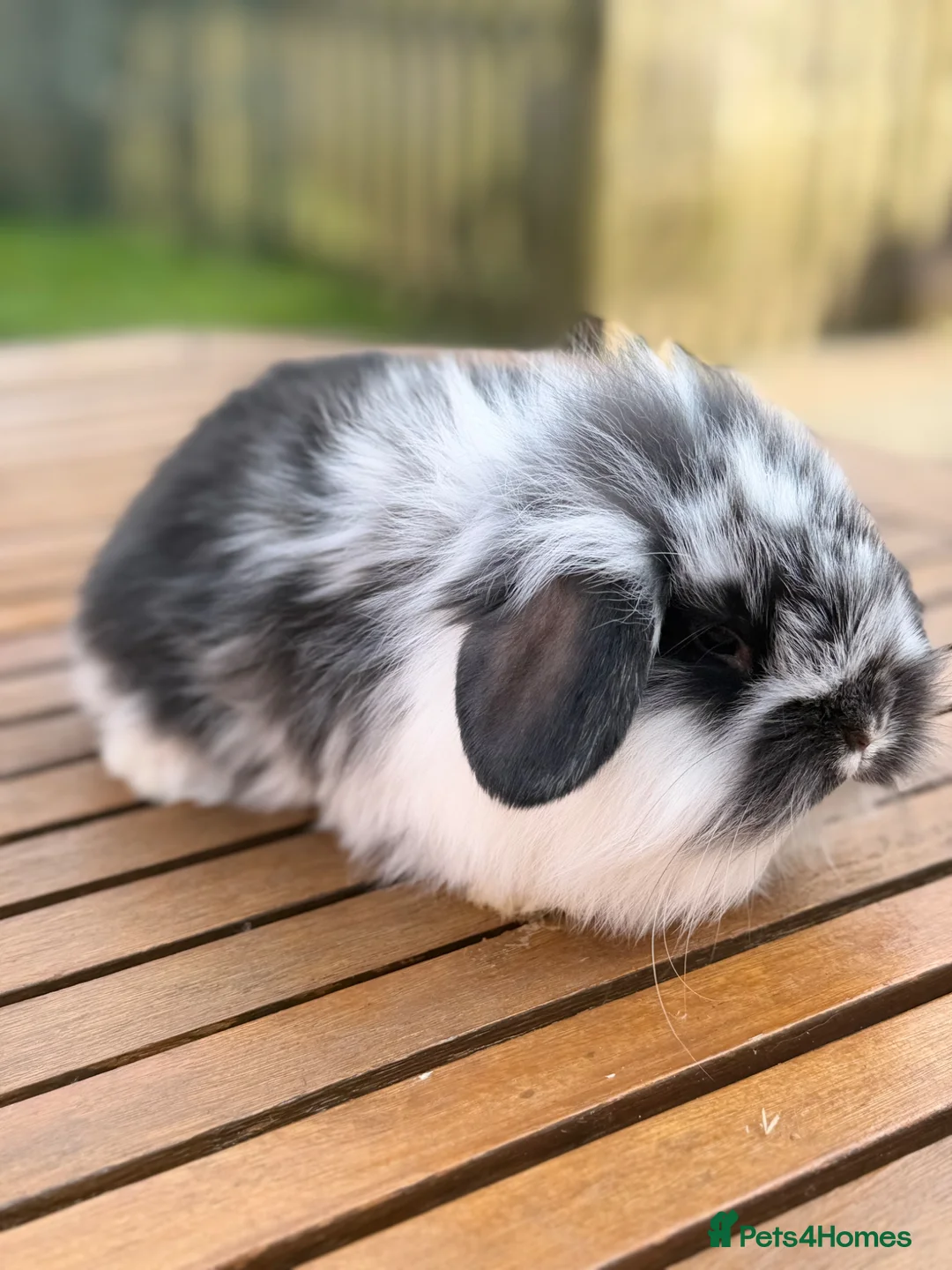 Mini Lion Lop rabbits for sale: 4 baby mini lion lop bunnies - Advert 2