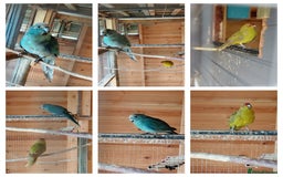 Parrots birds for sale: Beautiful bonded pair.ready.10 mnths old.nr watton - Image 3