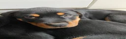 Rottweiler dogs for sale:  Rottweiler pups ready to leave 💙 - Advert 3