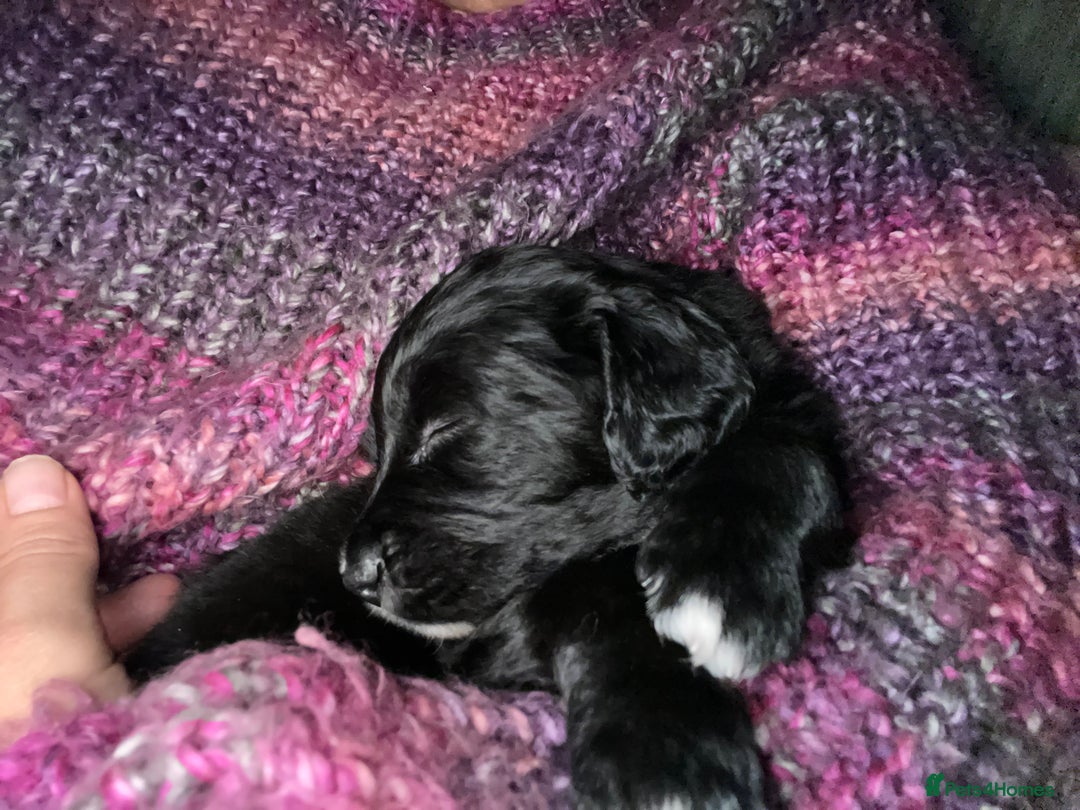 Mixed Breed dogs for sale: Border collie/Cocker Spaniel  - Image 10