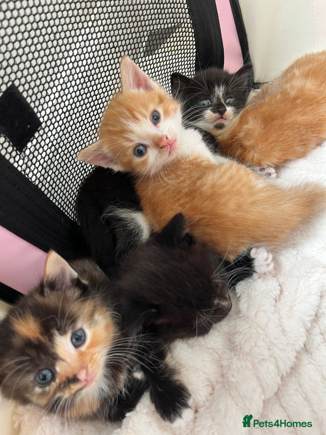Persian cats for sale: Lovely little kittens  - Image 2