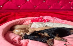 Cockapoo dogs for sale: Stunning Cockapoo Puppies Health Tested  - Advert 11