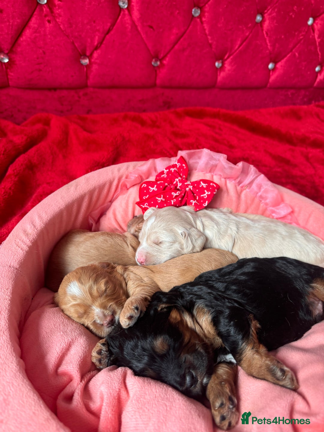 Cockapoo dogs for sale: Stunning Cockapoo Puppies Health Tested  - Advert 11