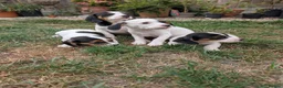 Jack Russell dogs for sale: Beautiful Jack Russell Puppies for sale 💙🐶🐾 - Advert 4