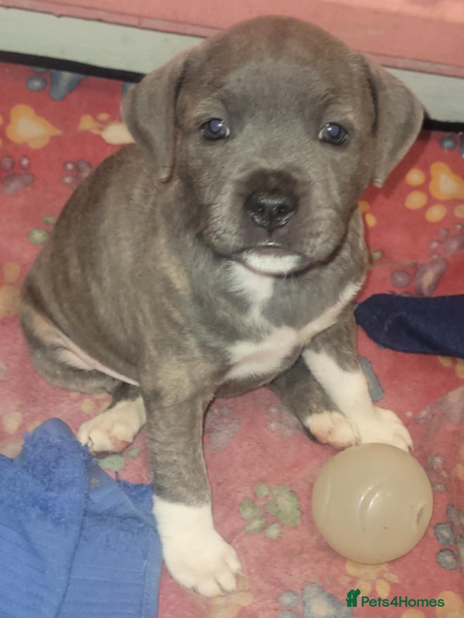 Staffordshire Bull Terrier dogs Last Kc Blue brindle girl Staff pup. - Advert 5