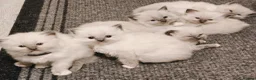 Ragdoll cats for sale: My stunning Ragdoll kittens - Advert 4