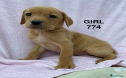 Labrador Retriever dogs for sale: Labrador Retriever - Image 30