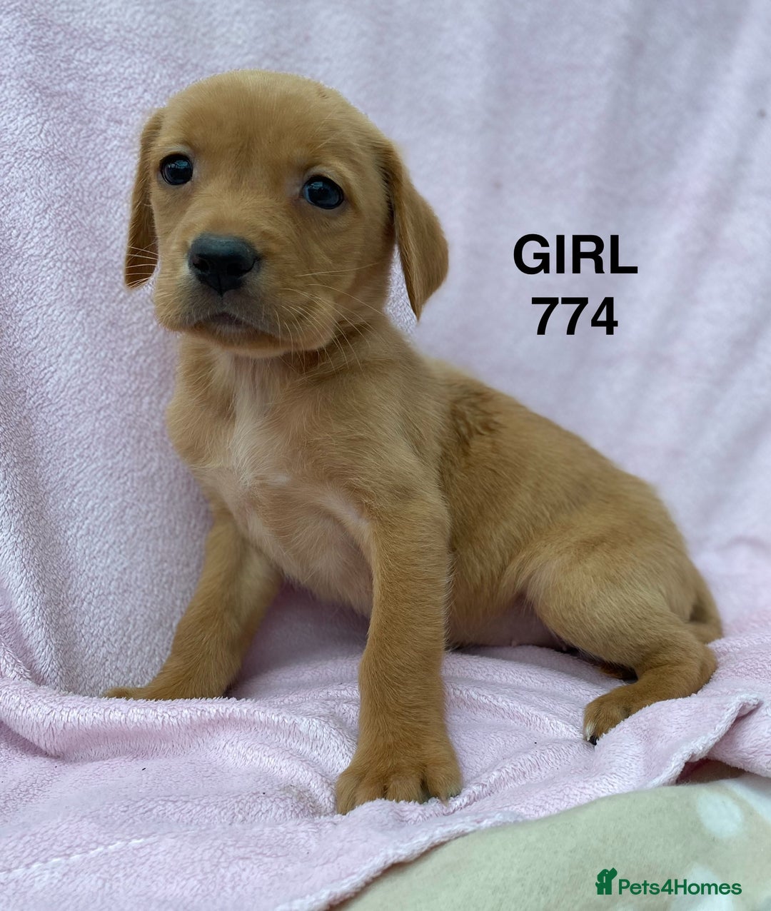 Labrador Retriever dogs for sale: Labrador Retriever - Image 30