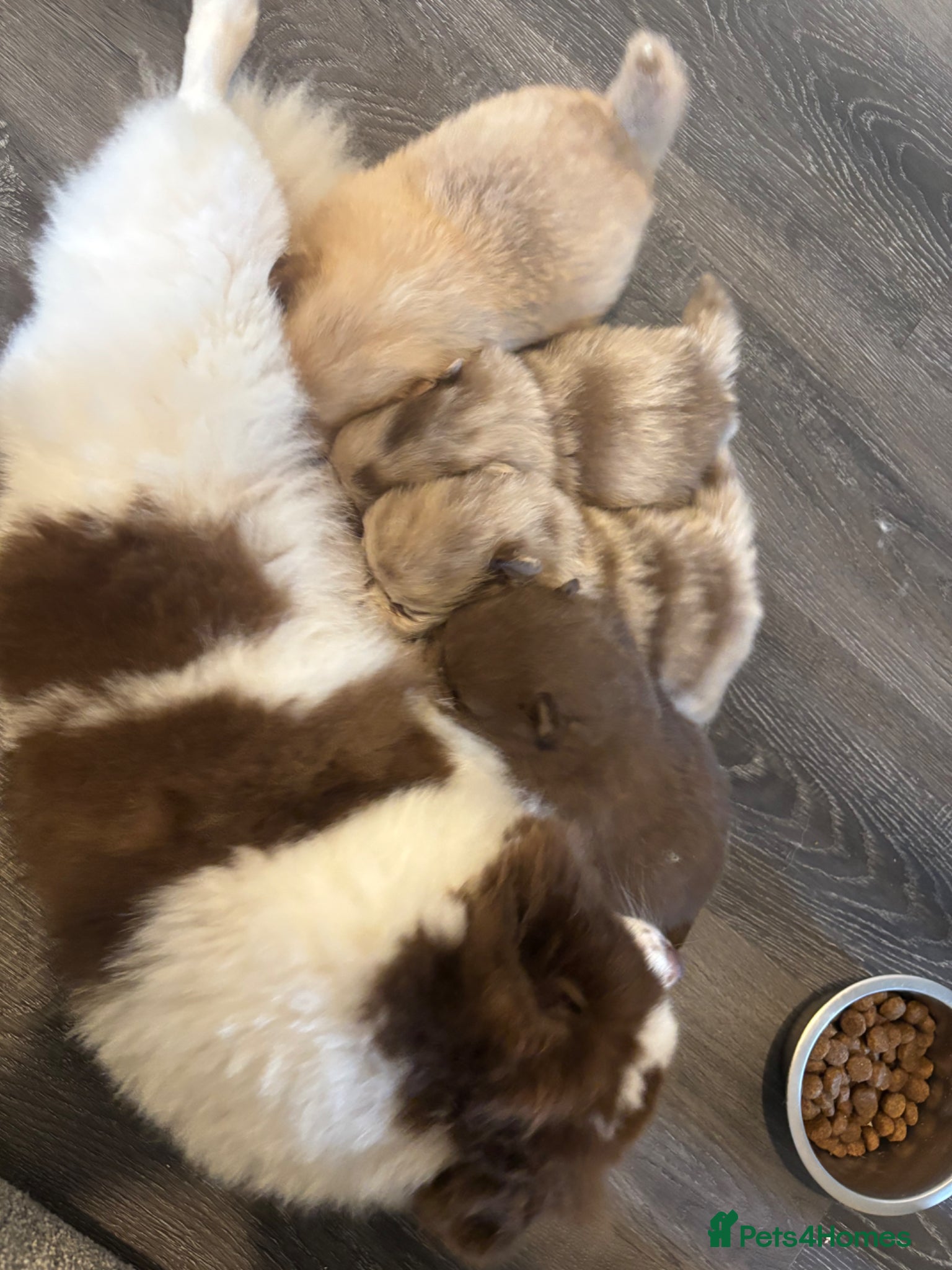 Pomeranian dogs Puppy’s ready in 4 weeks  - Advert 9