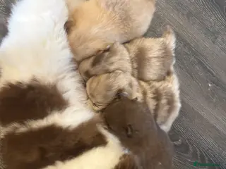 Pomeranian dogs Puppy’s ready in 4 weeks - Advert 9