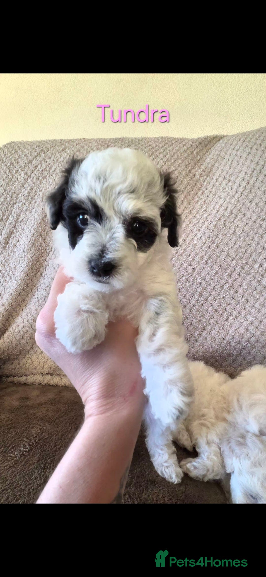 Mixed Breed dogs for sale: Bichon/Maltese mix puppies - Advert 7