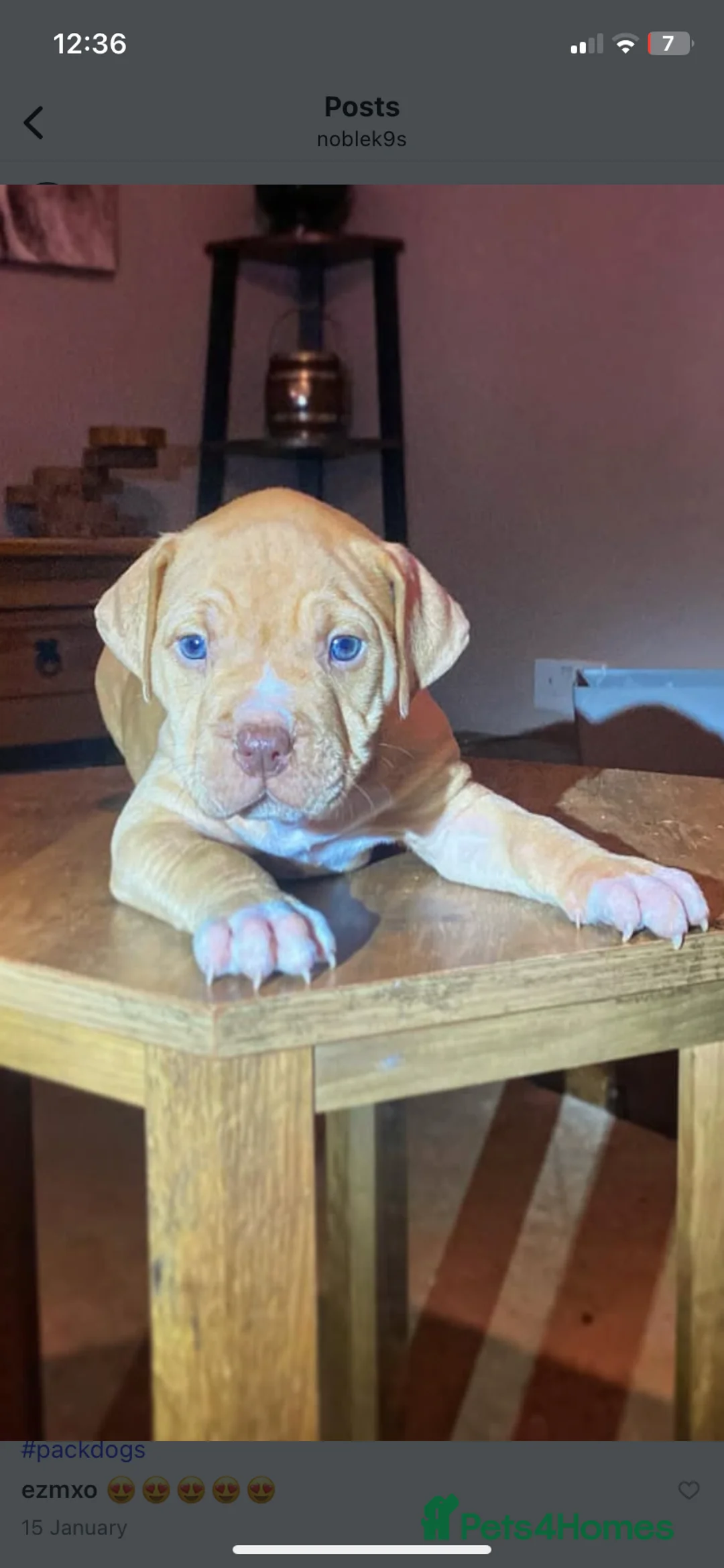 Mixed Breed dogs for sale: staffy X pups  - Advert 9