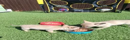 Chihuahua dogs for sale: Chihuahua cream boy ready for new home - Advert 13